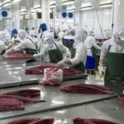 Разделка тунца на вьетнамском заводе. Фото VASEP