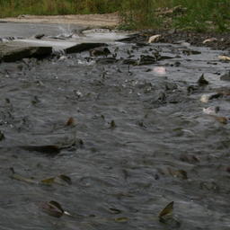 Ход лосося в реках Сахалинской области