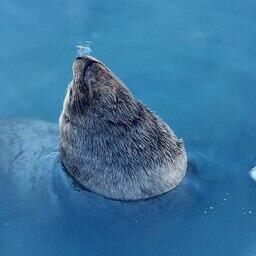 Сивуч — крупнейший представитель семейства ушастых тюленей. Фото пресс-службы Кроноцкого заповедника