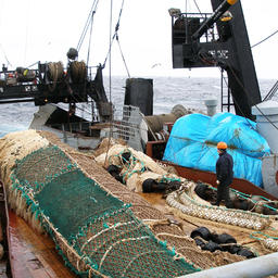 Добыча рыбы на Дальнем Востоке