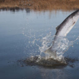 Рыбакам НАО добавили лосося. Фото пресс-службы регионального департамента природных ресурсов