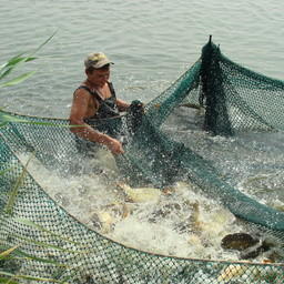 Сазаны на рыбоводном участке в Ростовской области