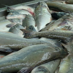 Рыбохозяйственный совет Чукотки выработал предложения по организации предстоящей лососевой путины