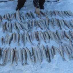 Изъято более 100 экземпляров речной рыбы. Фото пресс-службы Управления на транспорте МВД России по Сибирскому федеральному округу