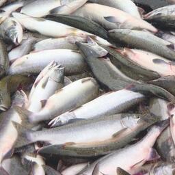 Власти Магаданской области предлагают снизить нагрузку на предприятия, участвующие в лососевой путине