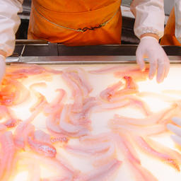 Производство филе минтая на судне «Русской рыбопромышленной компании». Фото пресс-службы РРПК