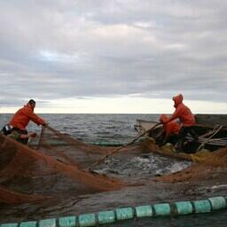 В этом году на Дальнем Востоке прогнозируется вылов около 320 тыс. тонн тихоокеанских лососей