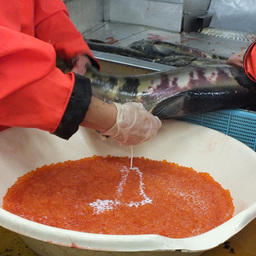 Оплодотворение лососевой икры на рыбоводном заводе