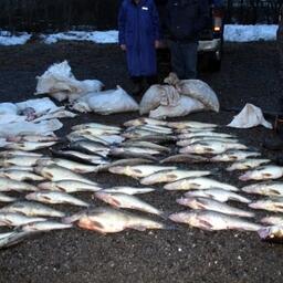 Изъятая рыба. Фото пресс-службы следственного управления СК РФ по Вологодской области