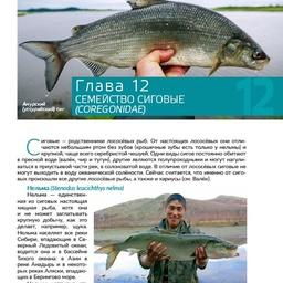 Книга содержит подробное описание биологии, ареала и особенностей спортивного лова дальневосточных лососей
