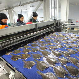 Рыбное хозяйство должно остаться «опорой экономики края»