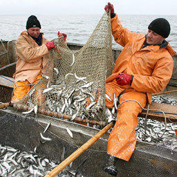 Промысел салаки в Калининградском заливе. Фото РИА «Новости»