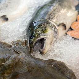 По оперативным данным Росстата, за 2023 г. в стране произведено 4,4 млн тонн рыбной продукции