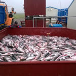 В прошлом году за рекордную «красную» путину Камчатка взяла почти 500 тыс. тонн лососей