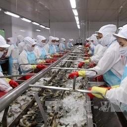 Вьетнамский завод по переработке креветок. Фото Viet Nam Net