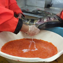 Оплодотворение лососевой икры на рыбоводном заводе