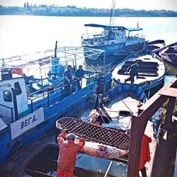 Погрузку, перевозку и разгрузку контролируют рыбоводы-ихтиологи и вооруженная охрана. Фото пресс-службы Росрыболовства